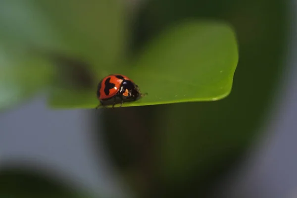 Plan Macro Une Coccinelle Arrière Plan Flou — Photo