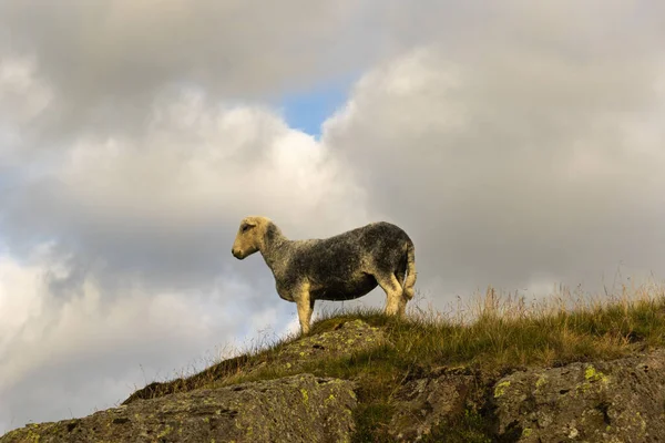 Ein Schaf Weidet Auf Der Weide Den Bergen — Stockfoto