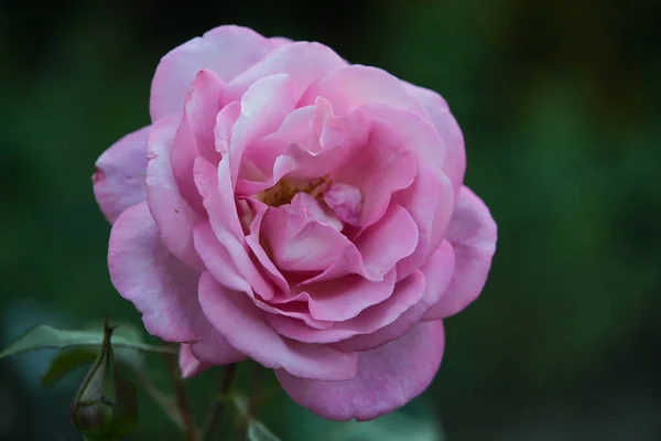 Een Close Shot Van Een Mooie Roze Roos — Stockfoto