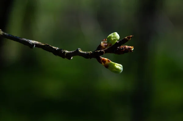 Ett Selektivt Fokus Blommande Blomknoppar Trädgren Med Träd Bakgrunden — Stockfoto