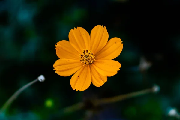 Belo Close Amarelo Cosmos Sulfuroso Flor Planta Fundo Natural Desfocado — Fotografia de Stock