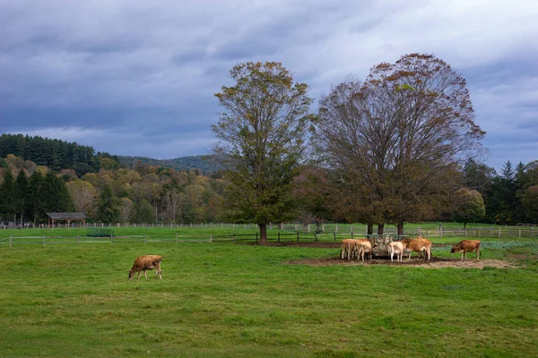 Dojnice Pasoucí Trávu Farmách — Stock fotografie