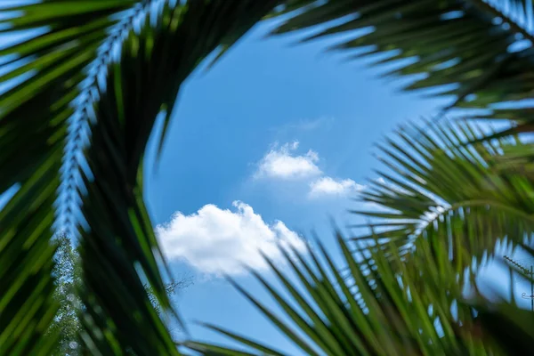 Вибірковий Знімок Фокусу Зеленого Листя Під Сонячним Небом Небо Фокусі — стокове фото