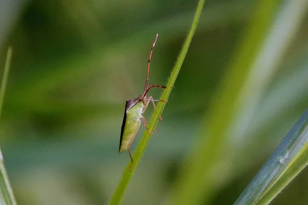 砂糖の中の植物の茎の上の昆虫のクローズアップショット — ストック写真