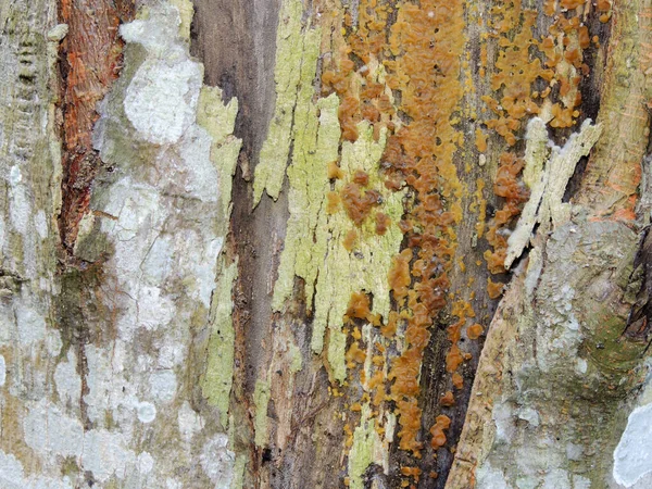 Wooden Texture Background Covered Moss — Stock Photo, Image