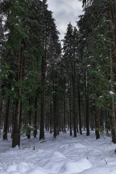 Вертикальный Снимок Снежных Хвойных Деревьев Облачный Зимний День — стоковое фото