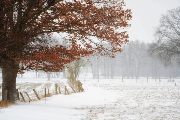 Sněžná Zimní Krajina Stromy Mlhavého Dne Dolním Sasku Německo — Stock fotografie