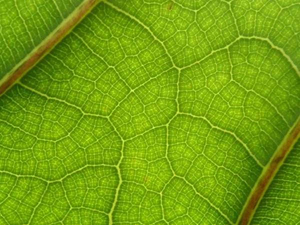 Makro Záběr Žíly Zeleného Listu — Stock fotografie