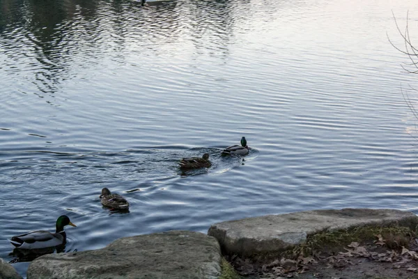 一群鸭子在湖上涉水 — 图库照片