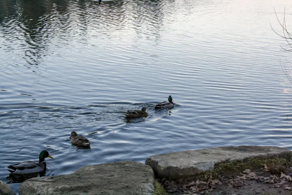 Gruppo Anatre Che Camminano Lago — Foto Stock