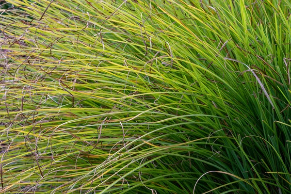 Gros Plan Herbe Carex Touffue Verte Pendant Journée — Photo