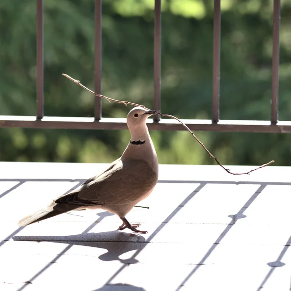 Eine Taube Mit Einem Ast Schnabel — Stockfoto