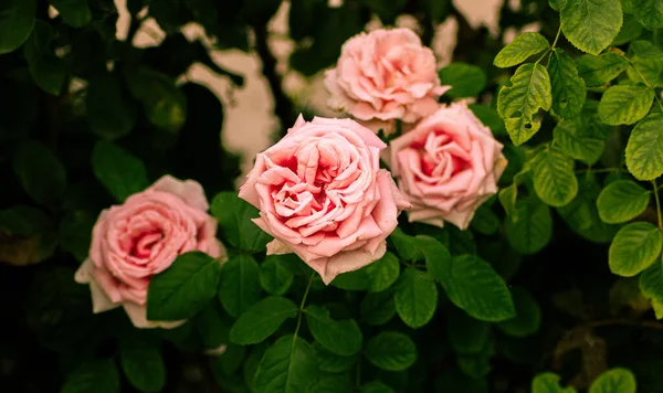 Tiro Foco Seletivo Belas Rosas Rosa — Fotografia de Stock