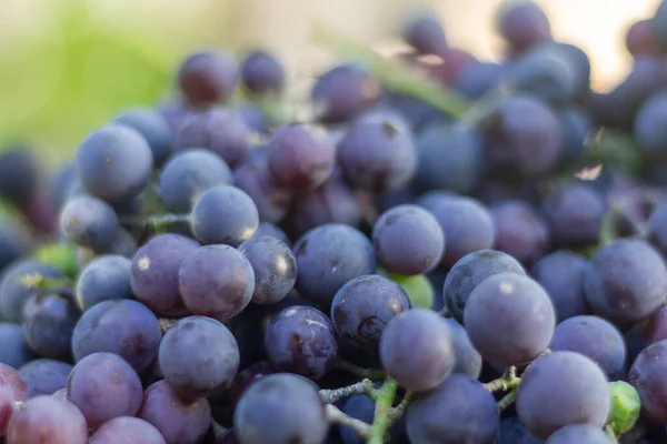 Les Raisins Concord Fraîchement Récoltés Dans Vignoble — Photo