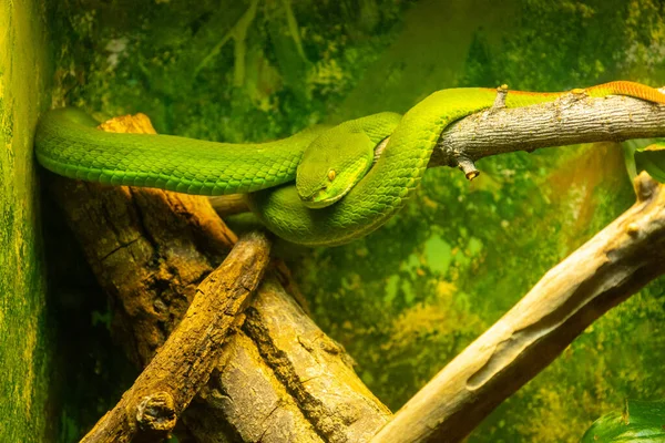 Albuquerque Estados Unidos Octubre 2021 Primer Plano Una Serpiente Verde — Foto de Stock