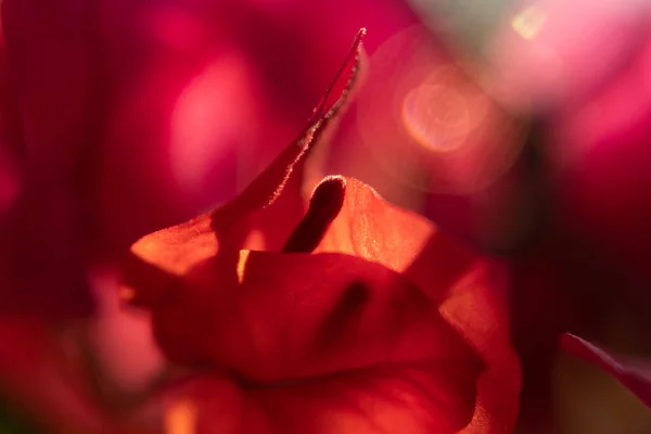 Primer Plano Una Flor Rosa — Foto de Stock