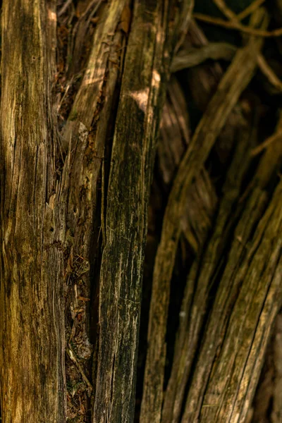 Zbliżenie Ujęcie Detali Drzewa Lesie — Zdjęcie stockowe