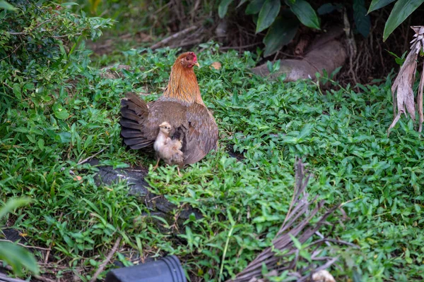 Mother Hen Green Grass Chicks — Stock Photo, Image