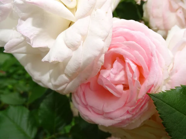 Gros Plan Des Belles Roses Blanches Roses — Photo