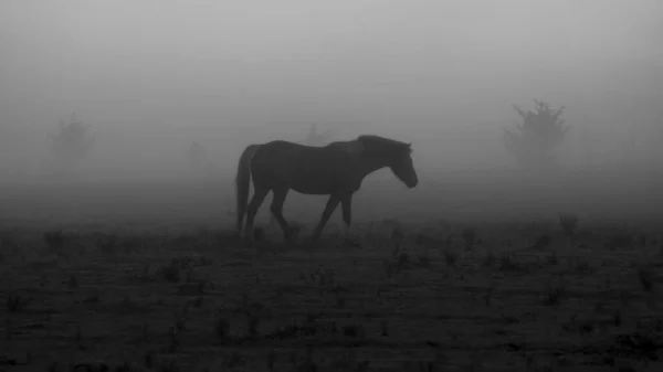 Серый Кадр Красивой Лошади Идущей Полю Туман Покрывающий Место — стоковое фото