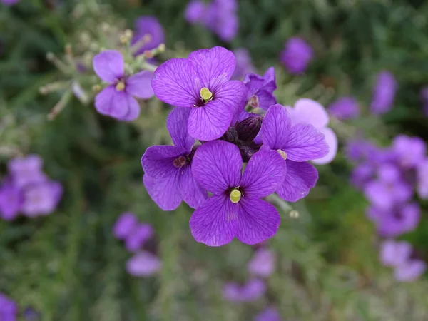 Närbild Aubrieta Vackra Blommor — Stockfoto