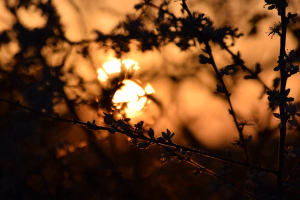 Hermosa Vista Luna Llena Través Las Flores Primavera — Foto de Stock