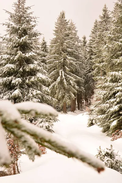 Вертикальный Снимок Леса Зелеными Еловыми Деревьями Покрытыми Снегом Холодный Зимний — стоковое фото
