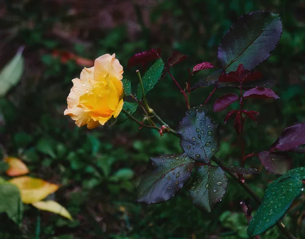 ภาพระยะใกล ของดอกก หลาบส เหล องท ฝนตก — ภาพถ่ายสต็อก