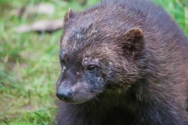 Primer Plano Wolverine Bosque — Foto de Stock