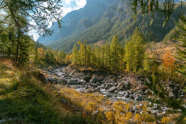 Skalnatý Potok Pod Horským Lesem — Stock fotografie