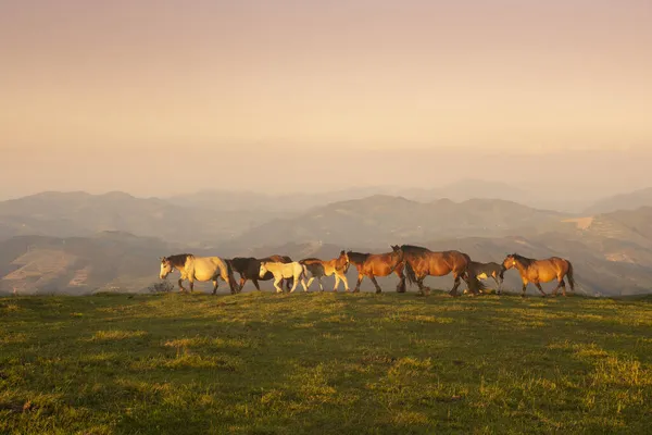 Horses Walking Mountains Basque Country Spain — Stock Photo, Image