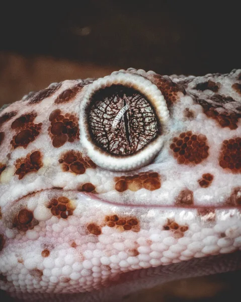 Die Vertikale Aufnahme Eines Schlangenkopfes Auf Verschwommenem Hintergrund — Stockfoto
