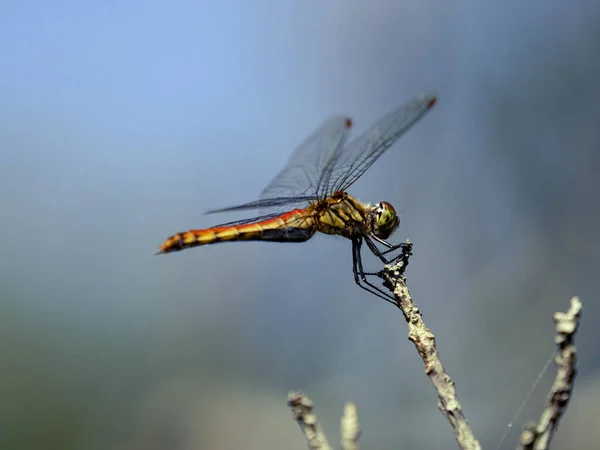 Närbild Sympetrum Ofta Ett Träd Gren Solljuset Och Blå Himmel — Stockfoto