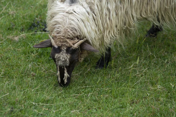 Ovejas Que Comen Hierba Una Granja País Vasco España —  Fotos de Stock