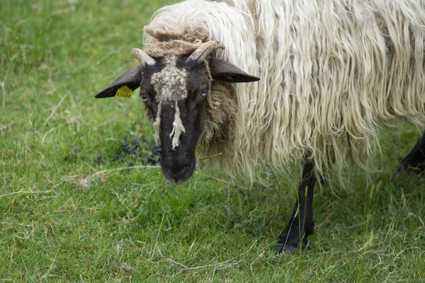 Πρόβατα Τρώνε Χορτάρι Μια Φάρμα Στη Χώρα Basque Ισπανία — Φωτογραφία Αρχείου