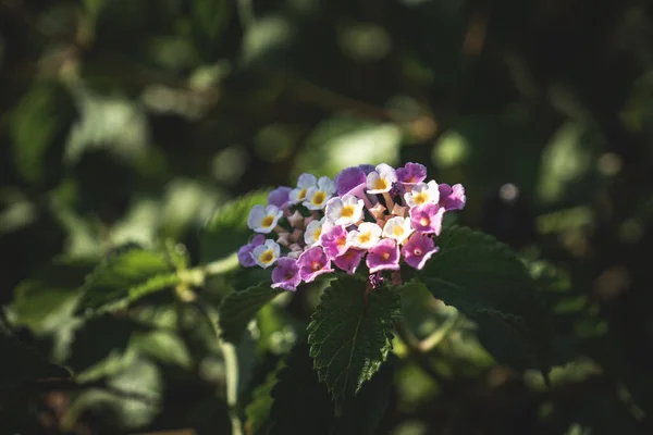 Ένα Κοντινό Πλάνο Λεπτά Λουλούδια Πεταλούδας Στον Κήπο — Φωτογραφία Αρχείου