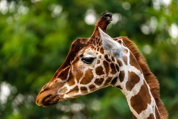 Close Uma Girafa Zoológico Fundo Turvo — Fotografia de Stock