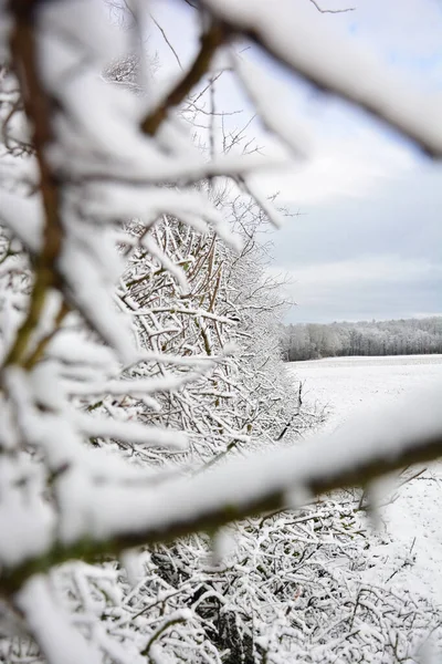 Vertikální Záběr Suchých Stromů Bez Listí Pokrytých Sněhem Chladného Zimního — Stock fotografie