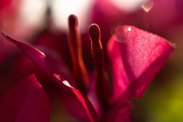 Tiro Macro Uma Flor Rosa — Fotografia de Stock