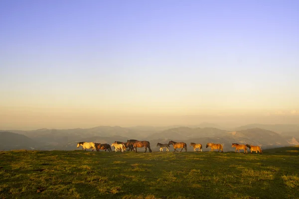 Konie Spacerujące Górach Baskijskiego Kraju Hiszpanii — Zdjęcie stockowe