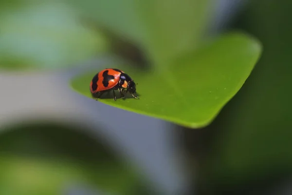 一只斑点女士甲虫的特写栖息在绿叶上 — 图库照片