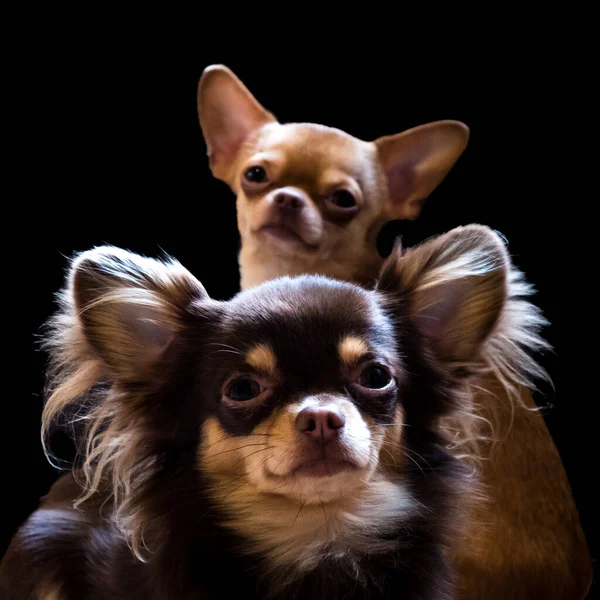 Close Dois Filhotes Chihuahua Fundo Escuro — Fotografia de Stock