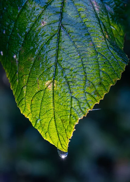 Tiro Vertical Uma Folha Verde Com Luz Solar Ponta Mostrando — Fotografia de Stock