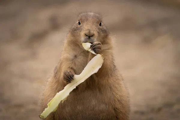 Primer Plano Perro Pradera Comiendo Comida Sobre Fondo Borroso — Foto de Stock