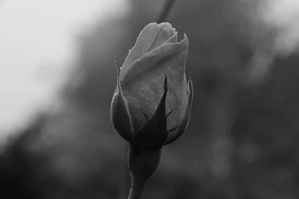 Detailní Snímek Růžového Pupínku Pokrytého Kapkami Rosy Stupních Šedi — Stock fotografie