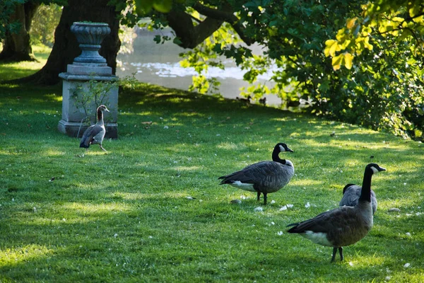 Een Uitzicht Canada Ganzen Branta Canadensis Wandelen Het Park — Stockfoto