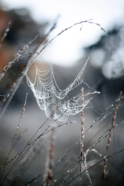 Une Mise Point Sélective Toile Araignée Humide Dans Prairie — Photo