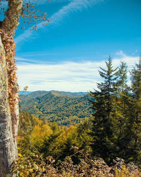 Güzel Bir Dağ Manzarası Sonbahar Havasında Sarı Ağaçlar — Stok fotoğraf