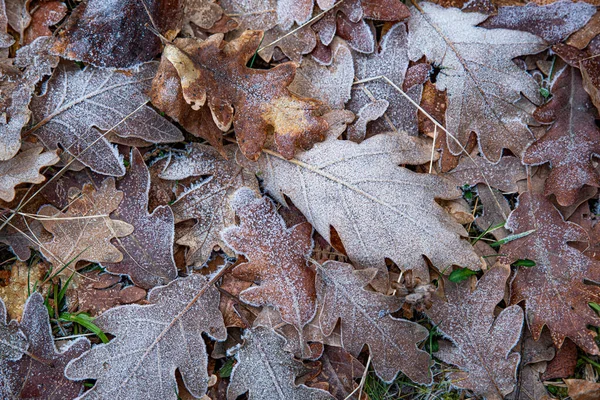 Closeup Dry Maple Leaves Ground Covered Hoar Perfect Backgrounds — Stock Photo, Image