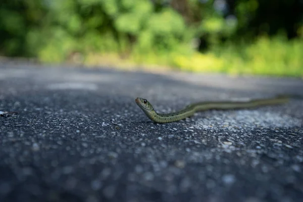 一只绿蛇的特写镜头 — 图库照片